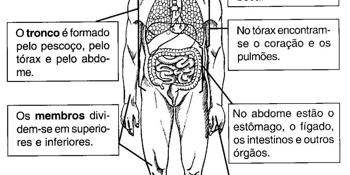 A Fascinante Jornada pelo Funcionamento do Corpo Humano